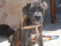 cane corso rustico cuccioli